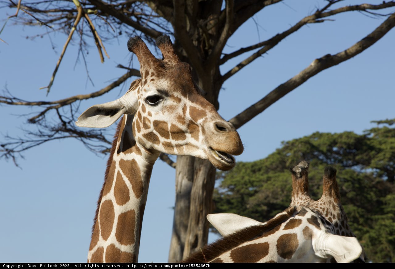 Majestic Giants of the Savannah