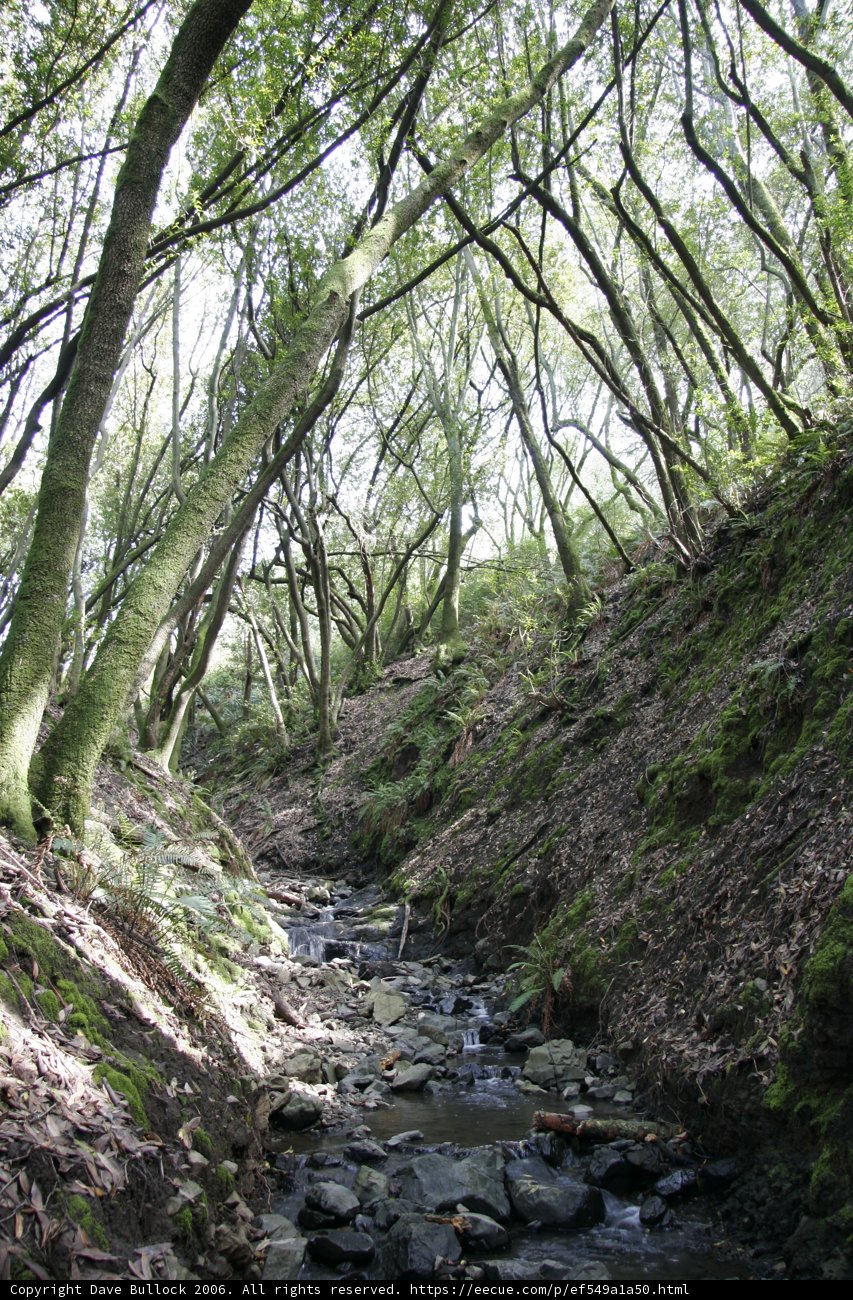 Serene Stream in the Wilderness