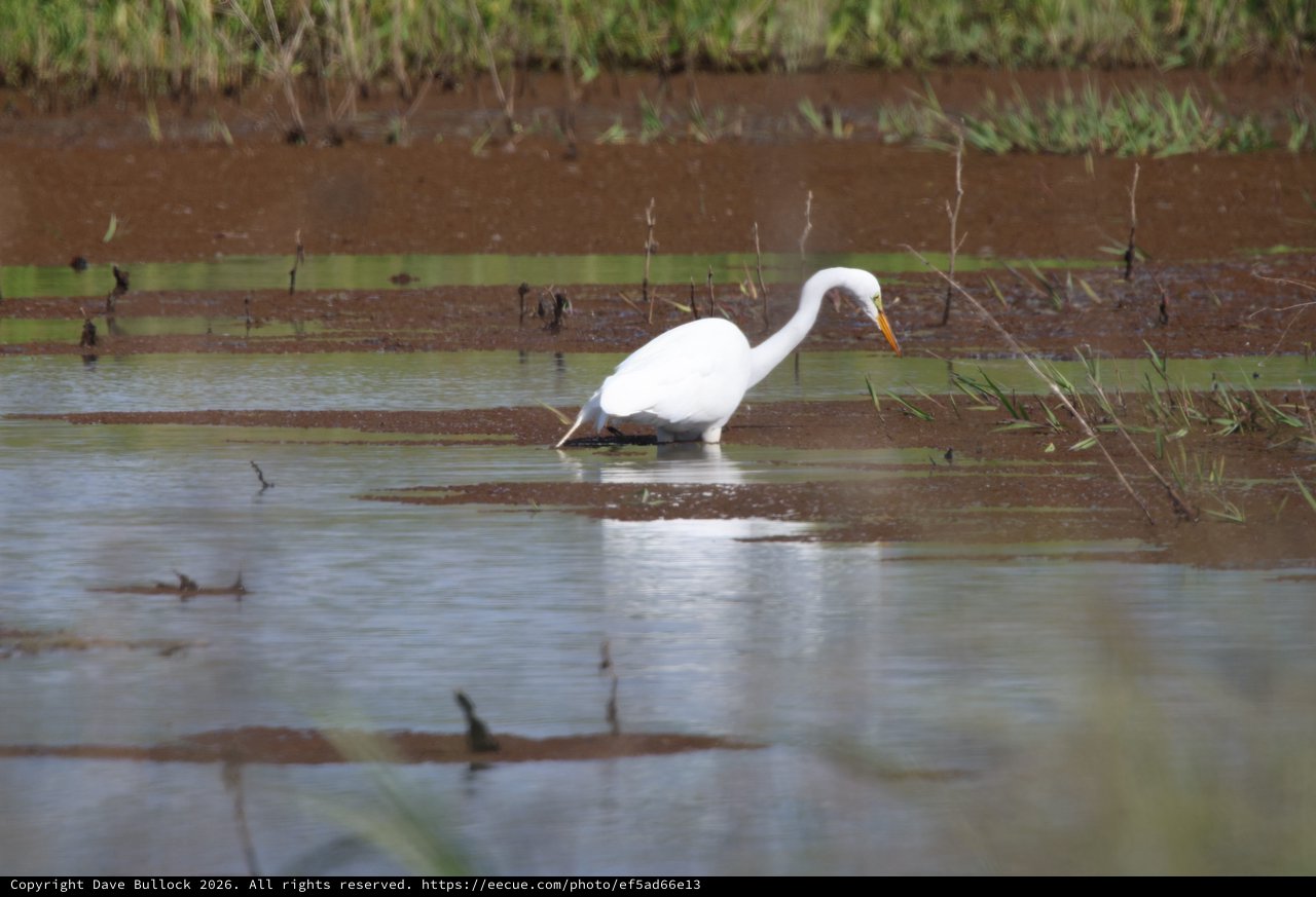 Great Egret Hunting in Shallow Wetland Waters