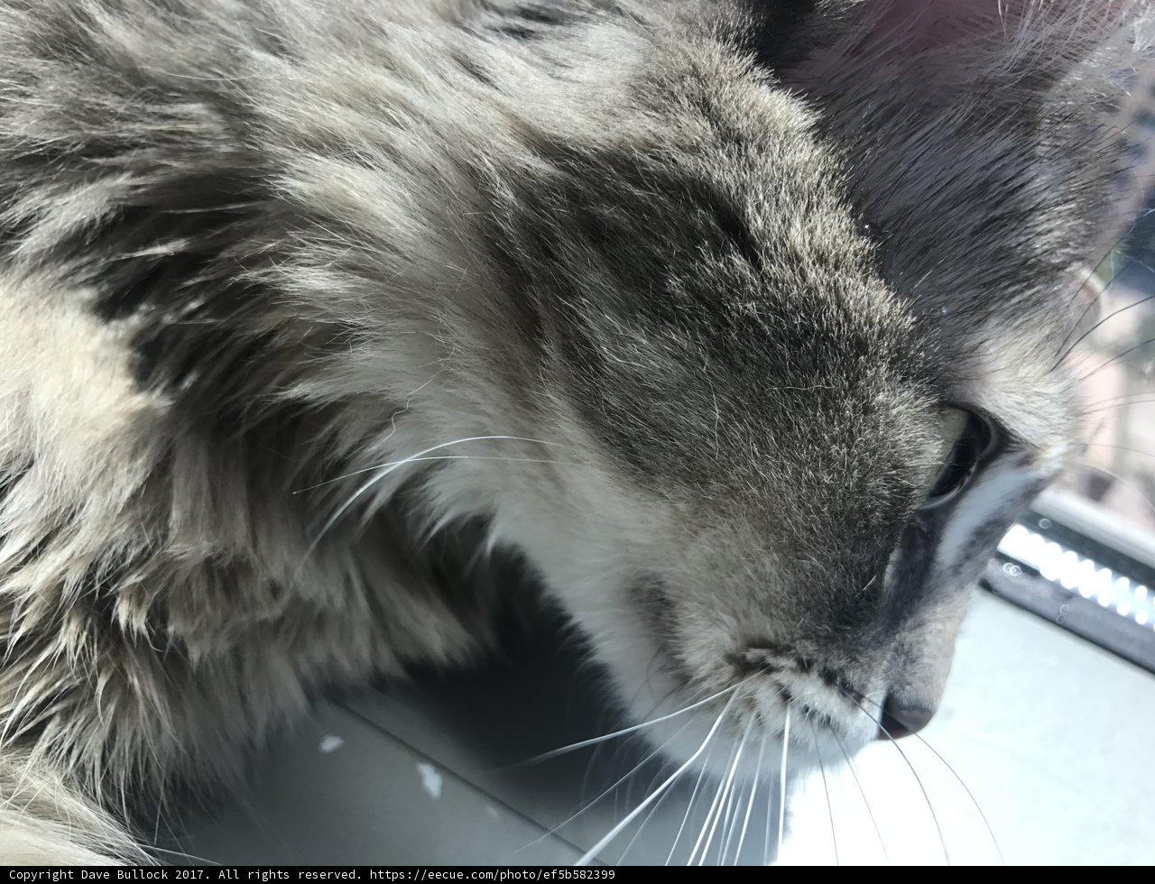 Window Cat