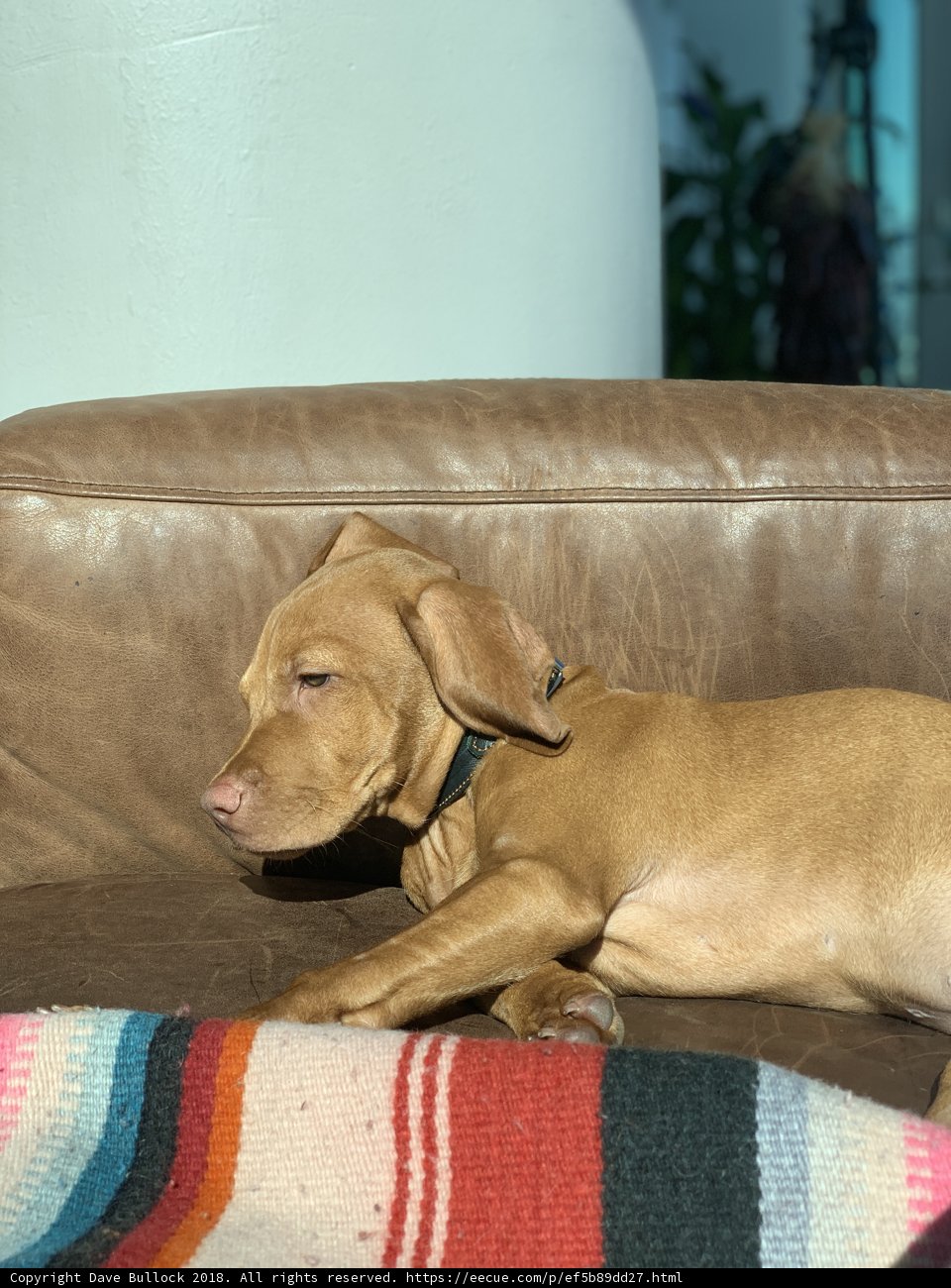 Lazy Days on the Couch