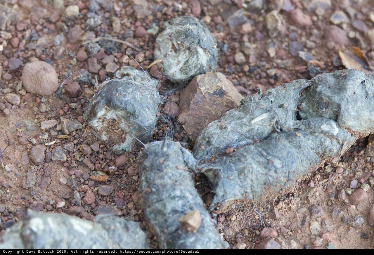 Owl Pellets Scattered on Rocky Desert Ground