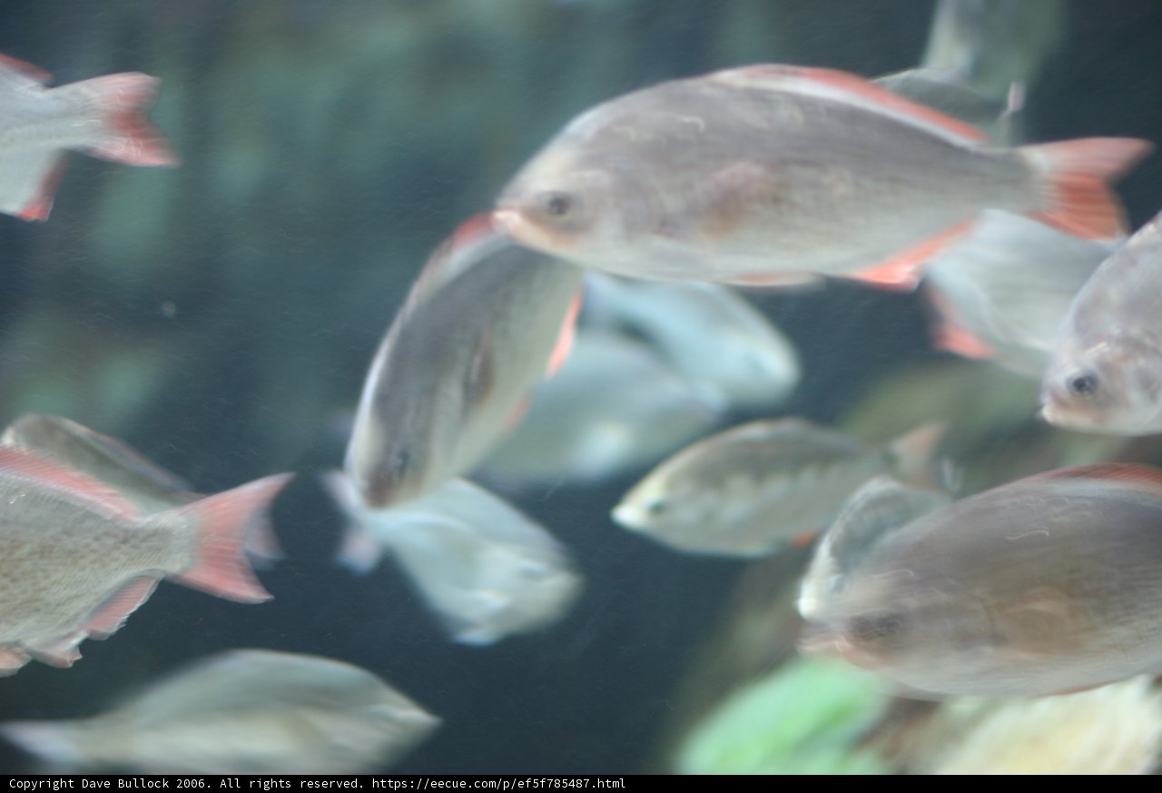 Underwater Wonders