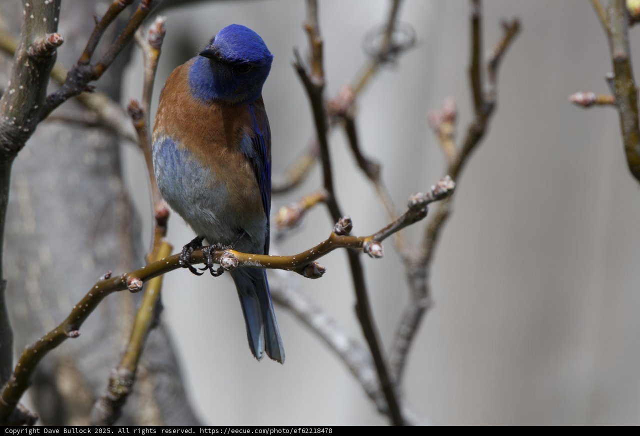 Serenity in Blue