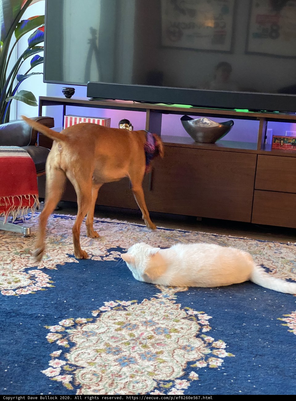Playtime in the Living Room
