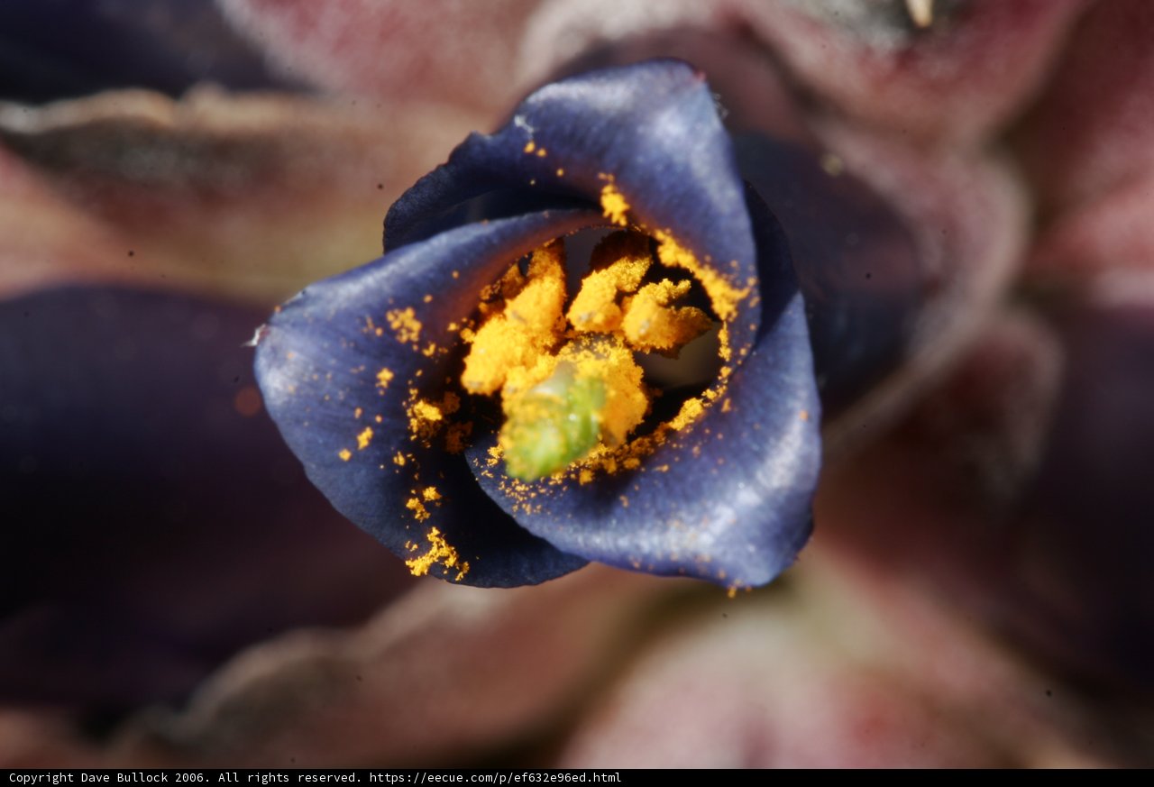 Purple Beauty in Bloom