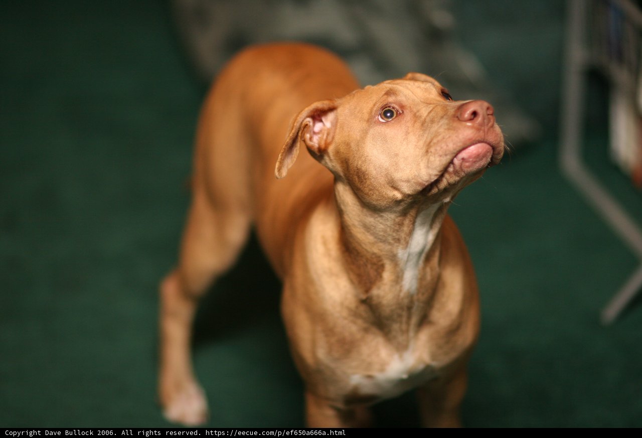 A Curious Canine