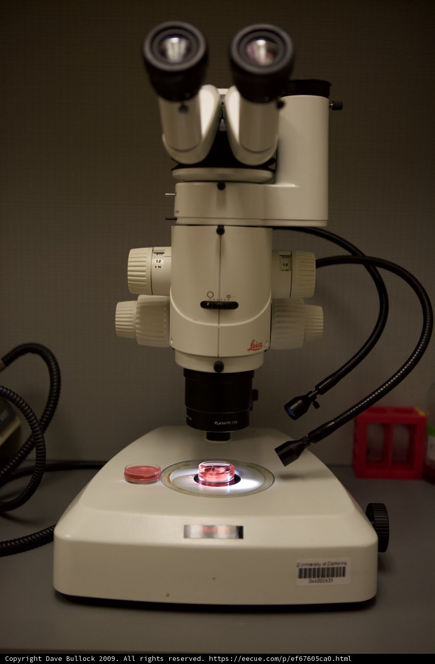 Microscopic View