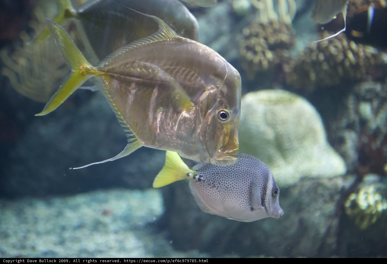 Underwater Symphony