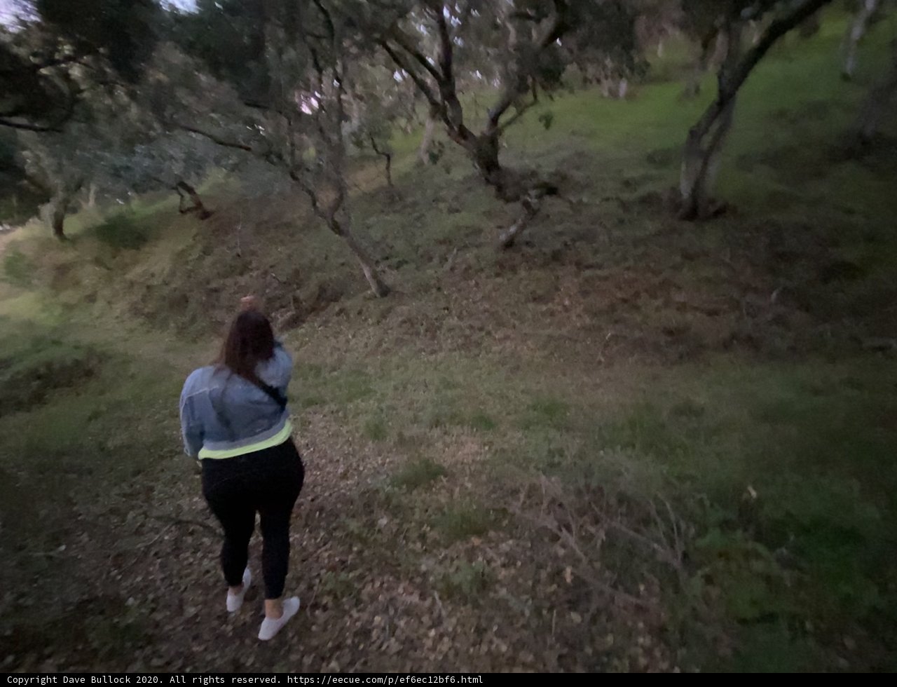 A Serene Walk Among the Trees