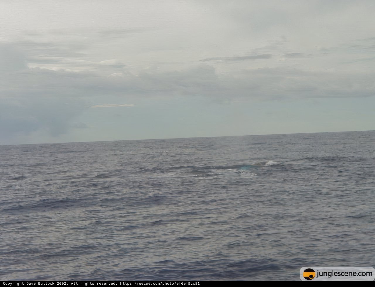 Majestic whale swimming in the cloudy ocean