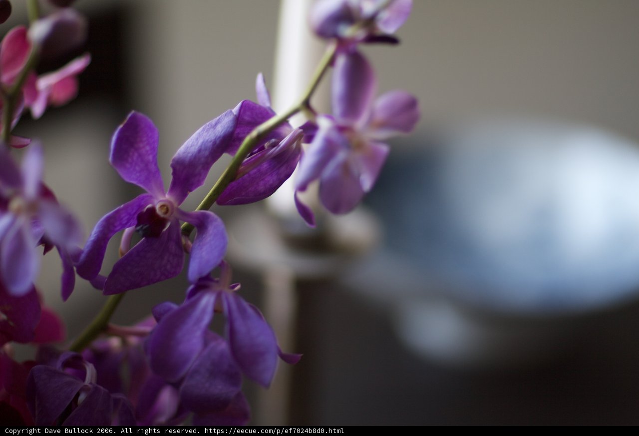 Purple Perfection