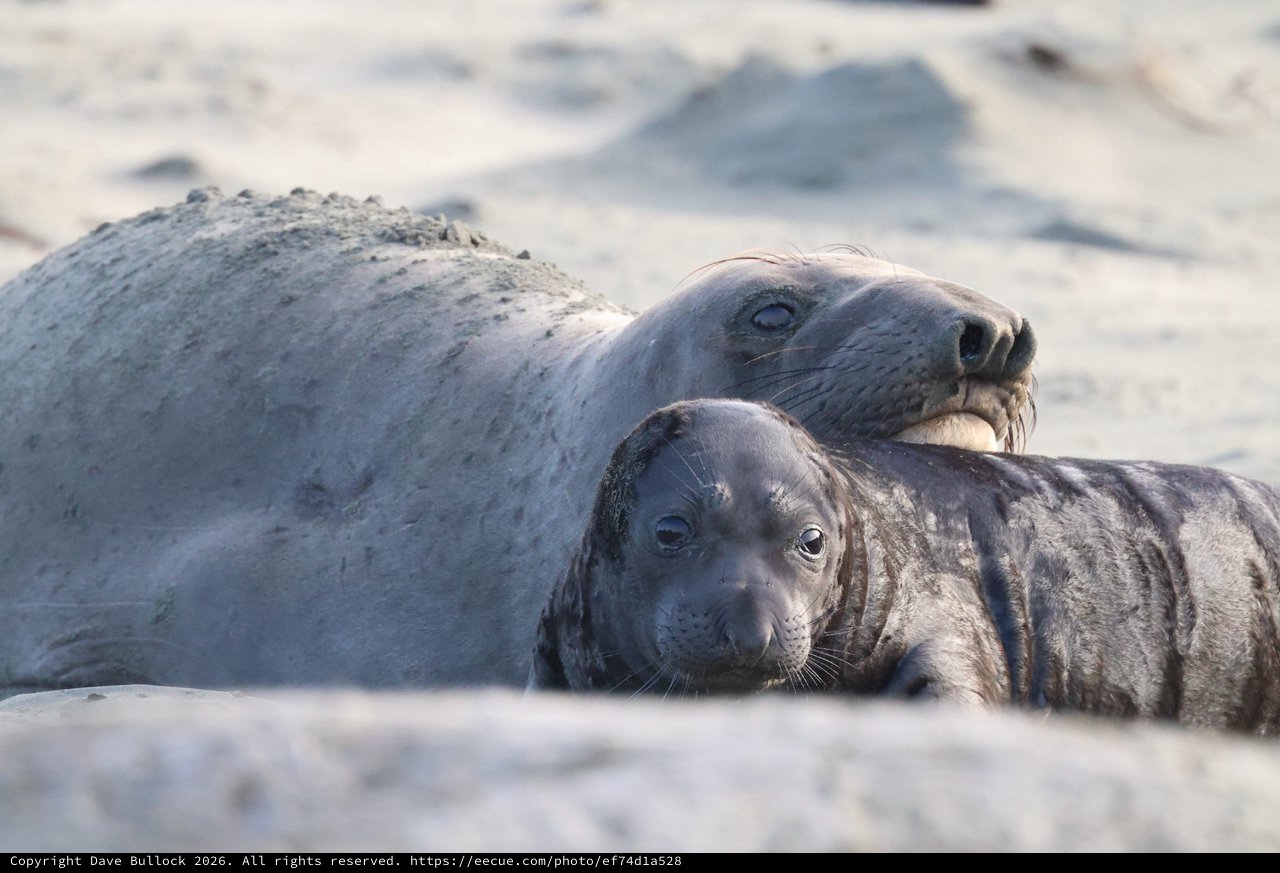 Elephant Seal Mother and Pup Resting on Beach