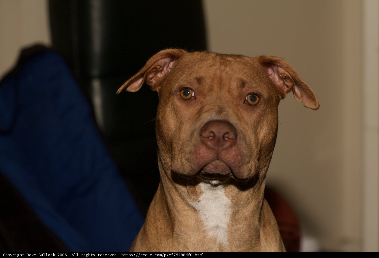 The Majestic Pitbull