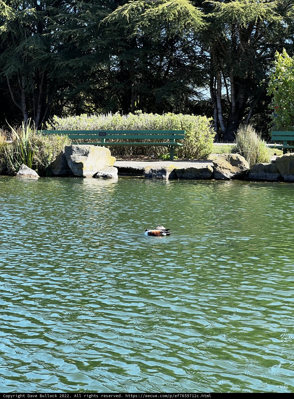 Serene Stow Lake: A Duck's Domain