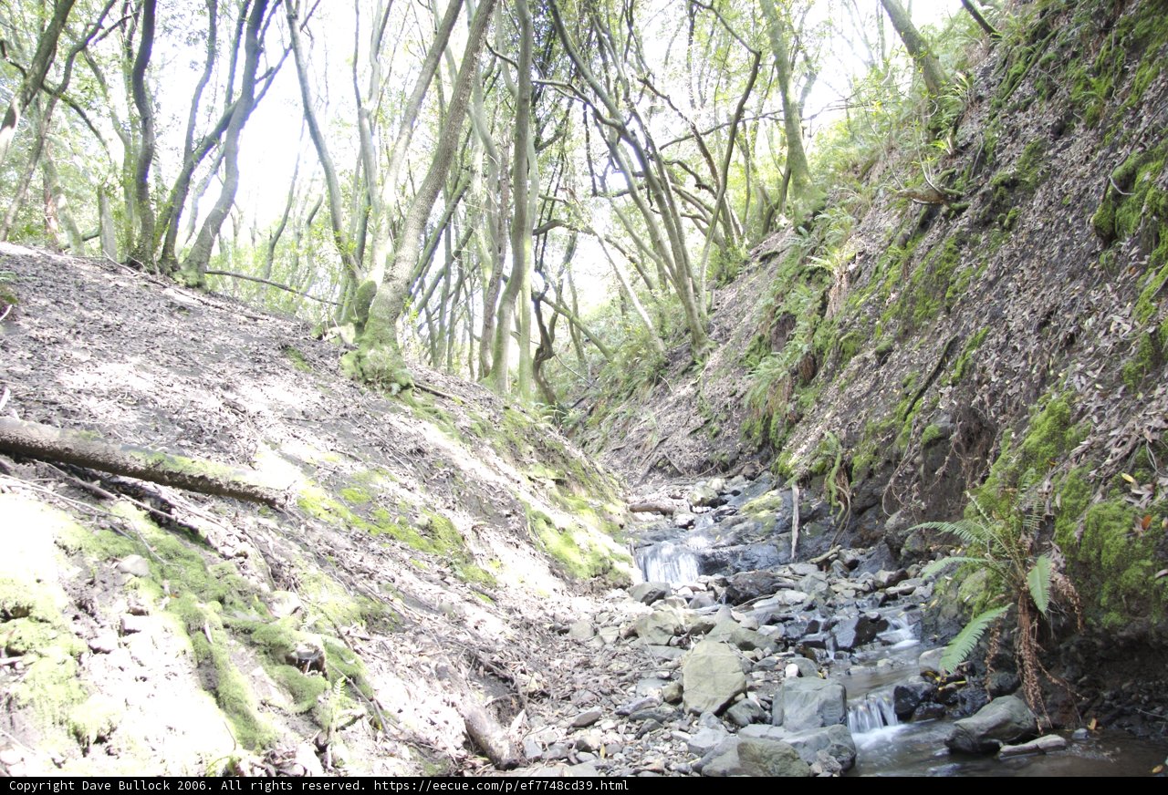 Serene Stream in the Forest