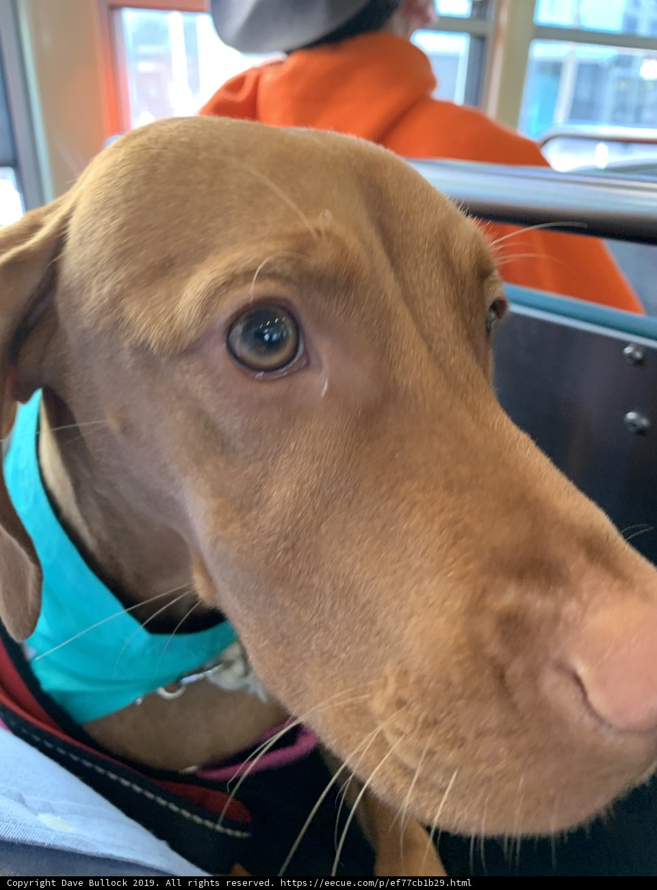 The Adventurous Hound