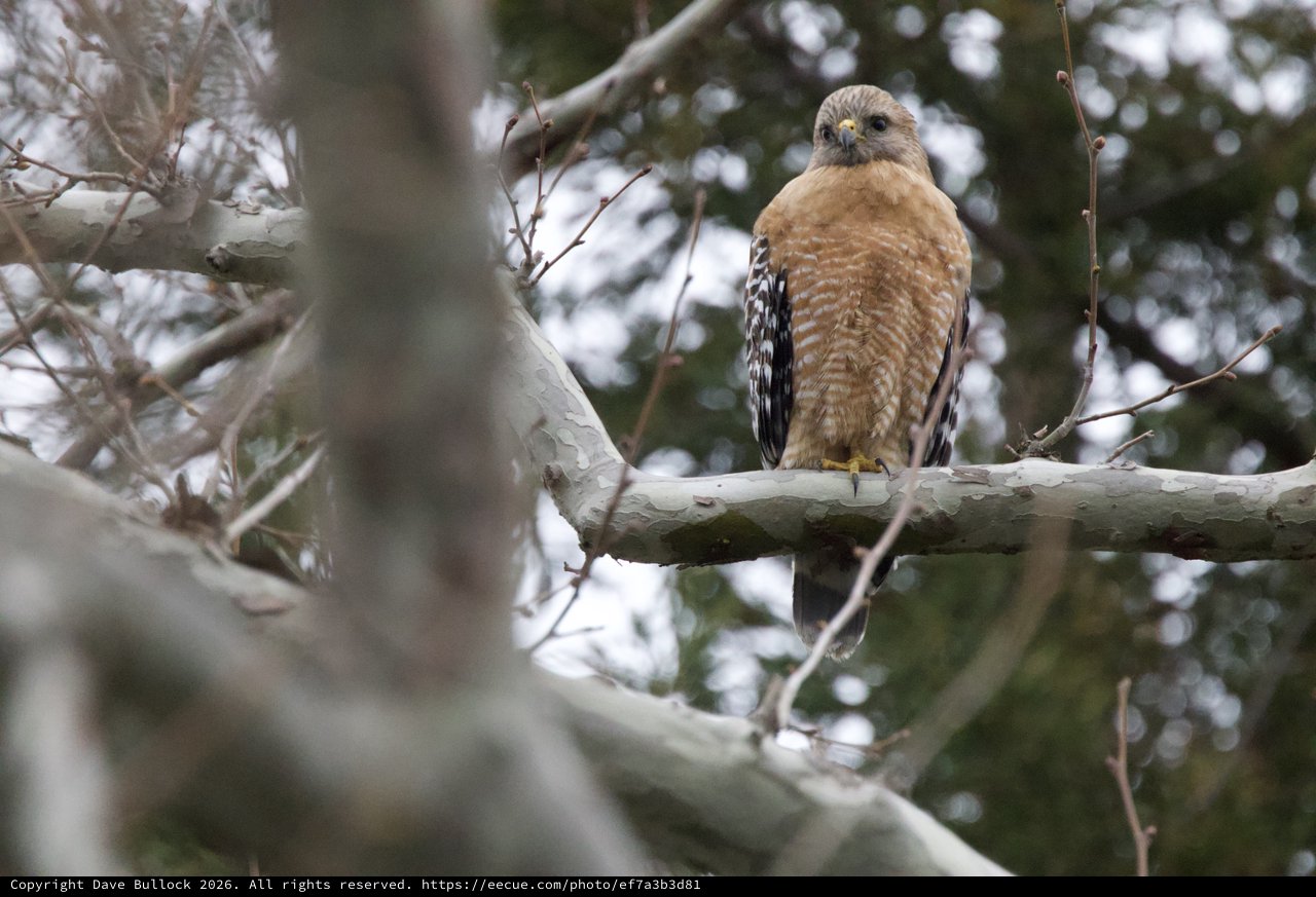 Red-Shouldered Hawk Perched on Bare Winter Branch