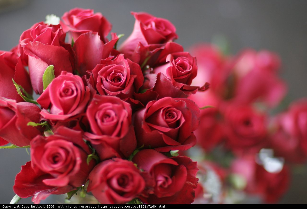 Beauty in Bloom
