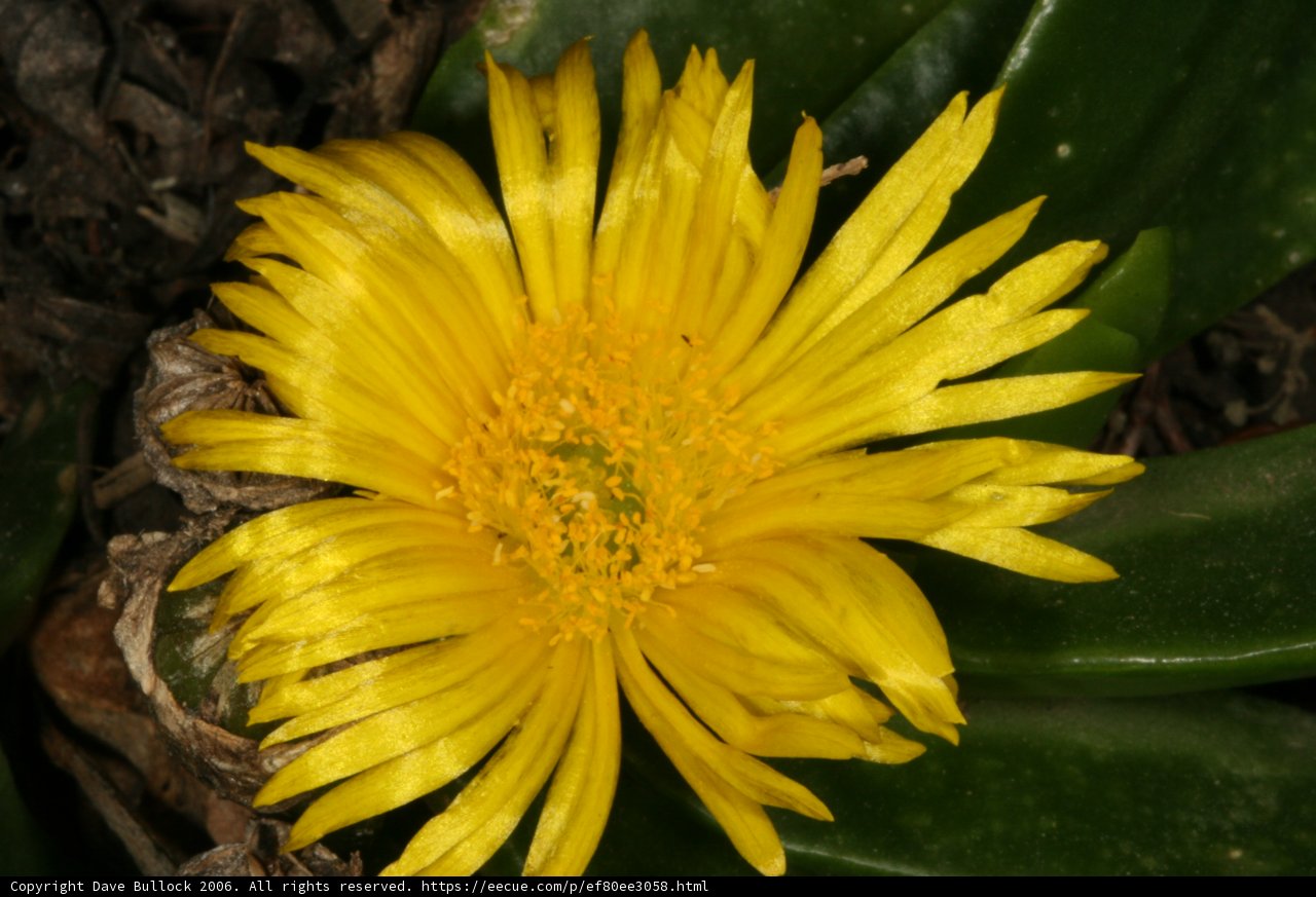 Yellow Treasure Flower