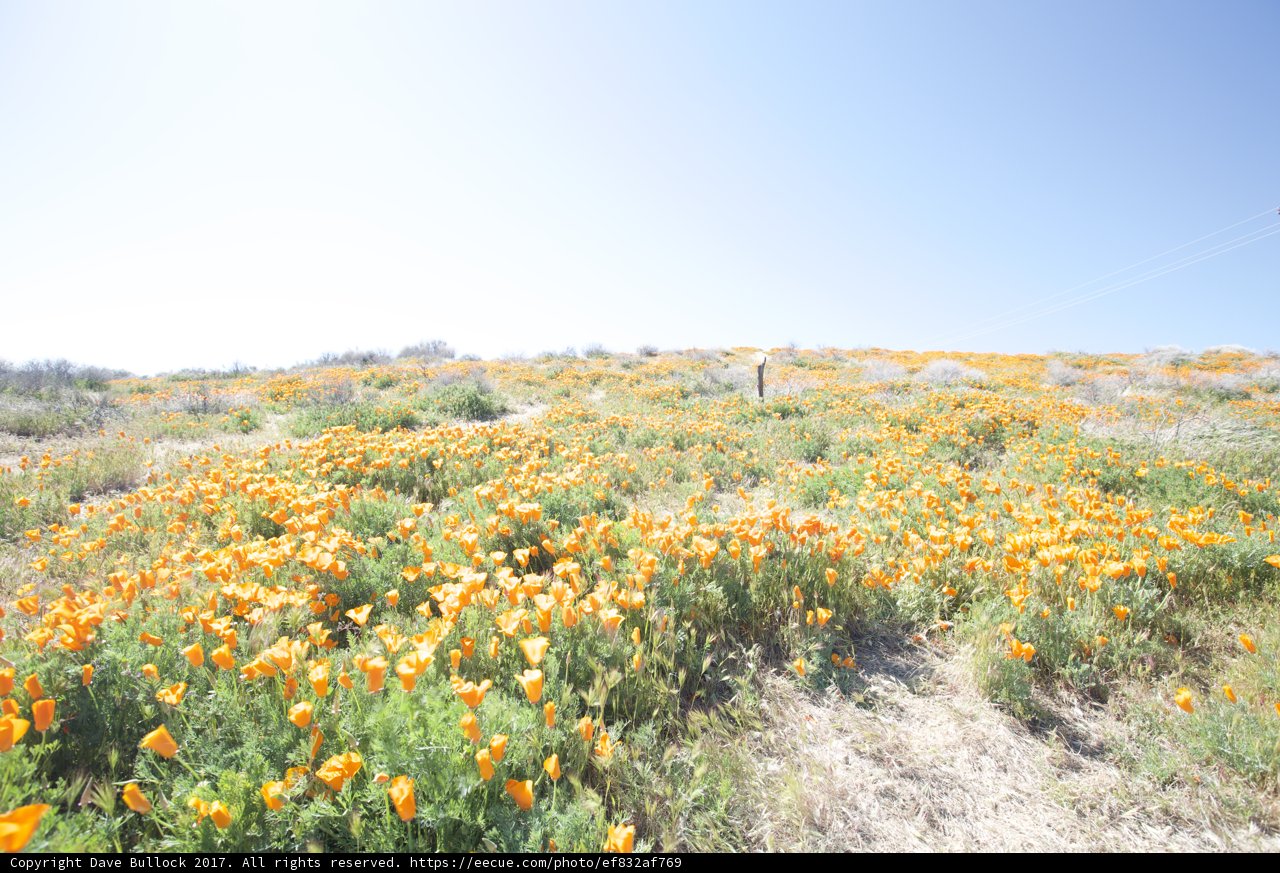 Orange Blossoms in the Wilderness