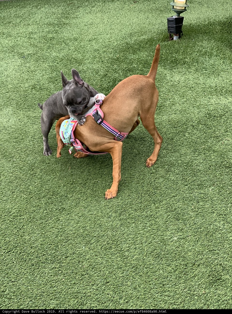 Frolicking Furry Friends