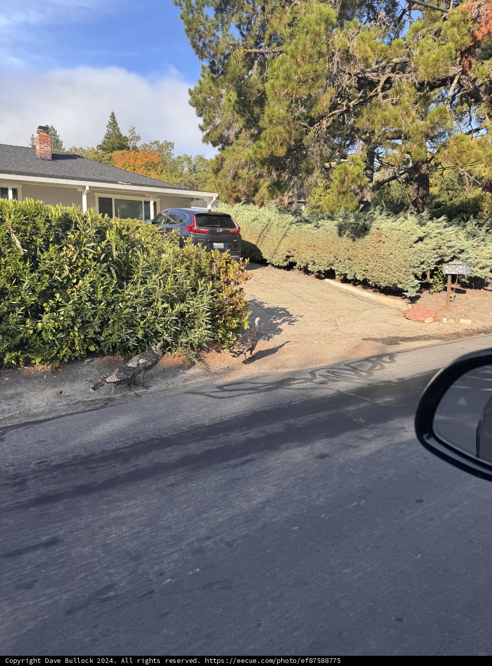 Urban Wildlife Encounter