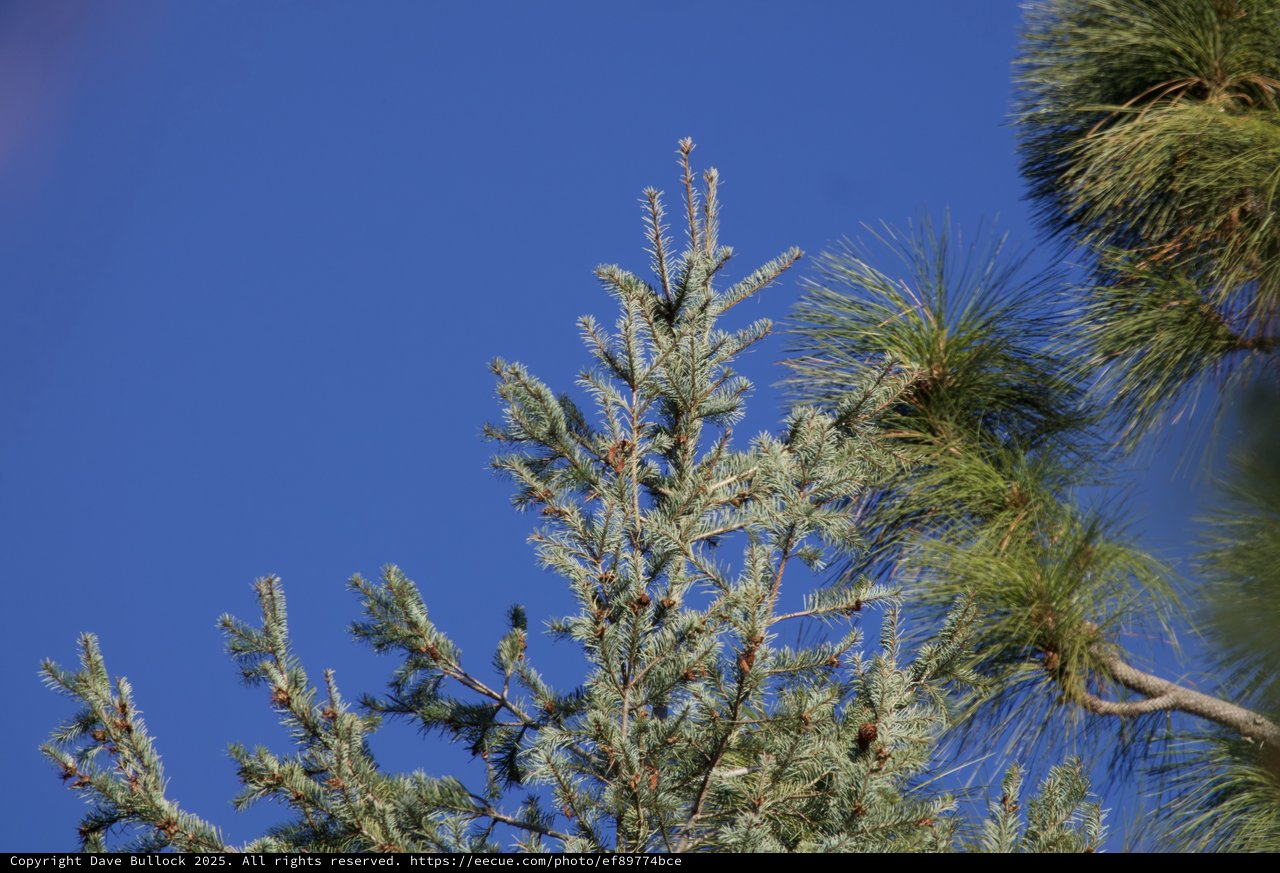 Frosted Pine and Fir Against Clear Blue Sky