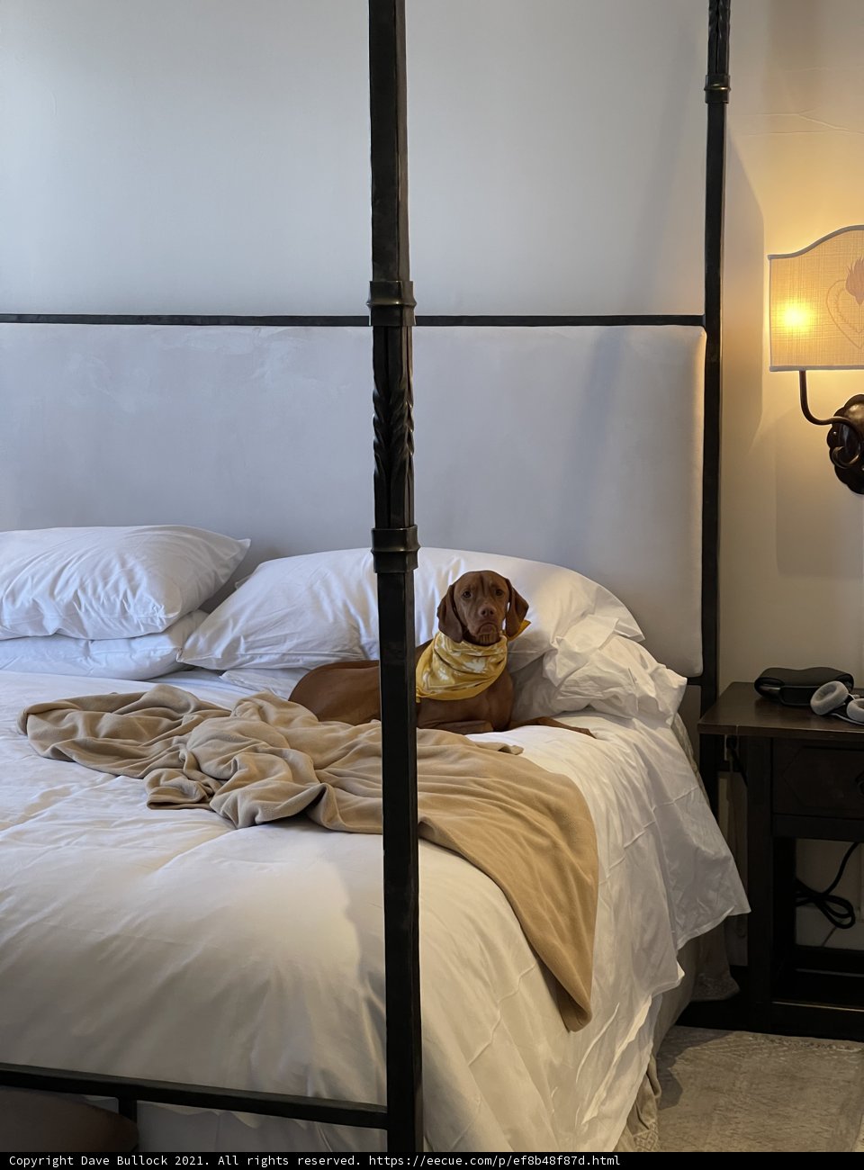 Cozy Canopy Bed Companion