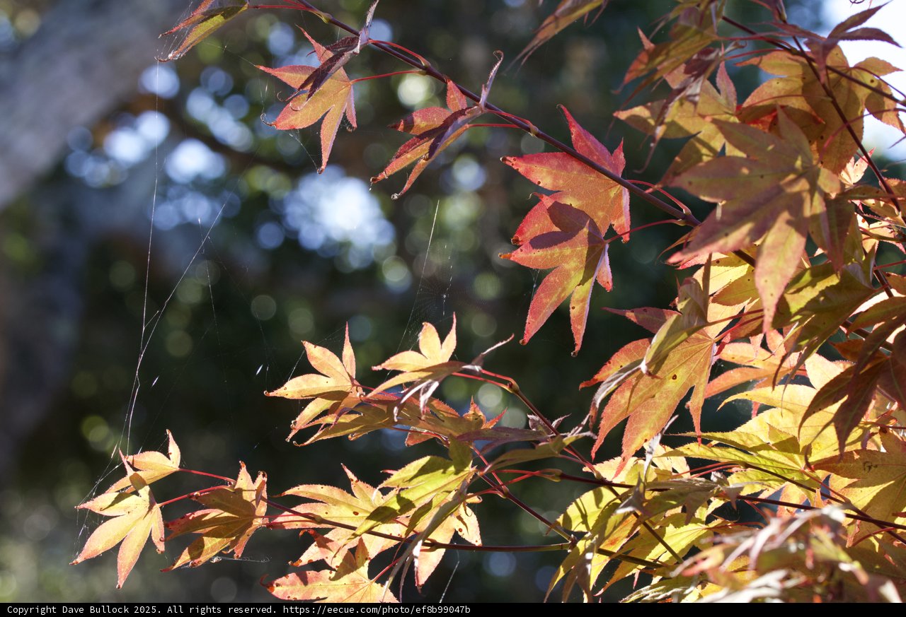 Maple Morning Glow