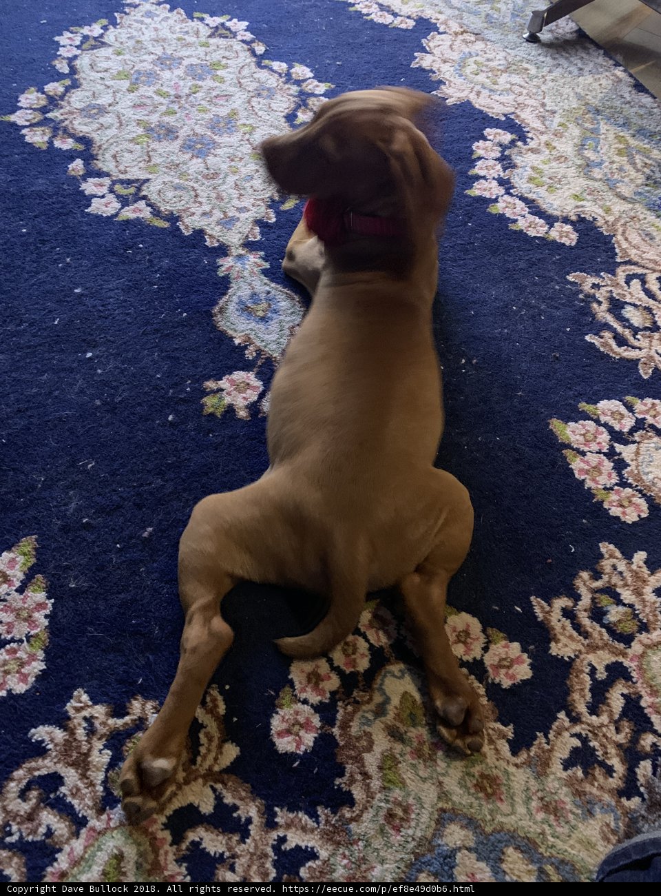 Cozy Pup on a Linen Rug