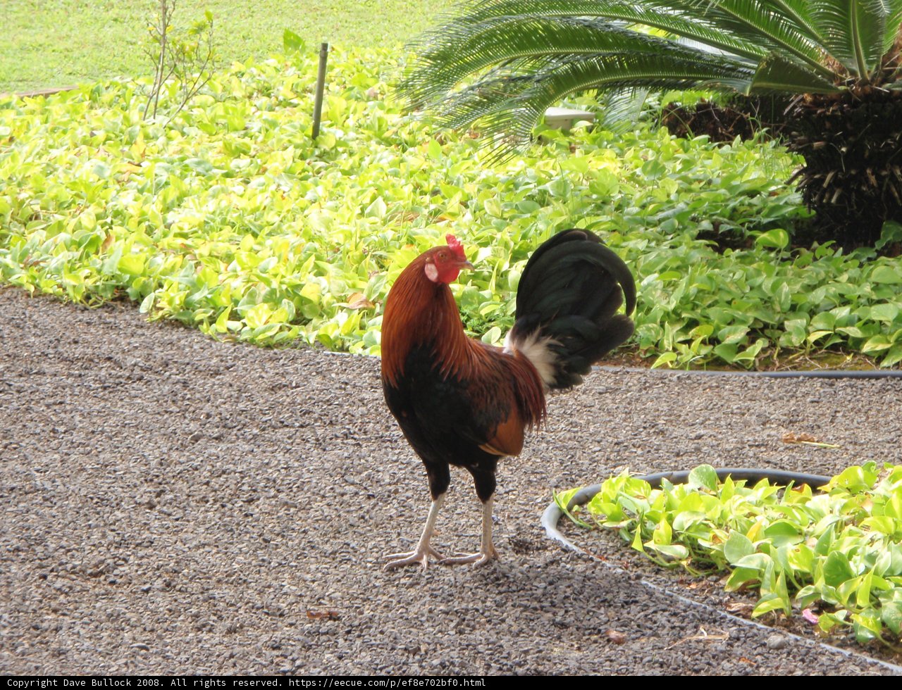 Rooster in Paradise