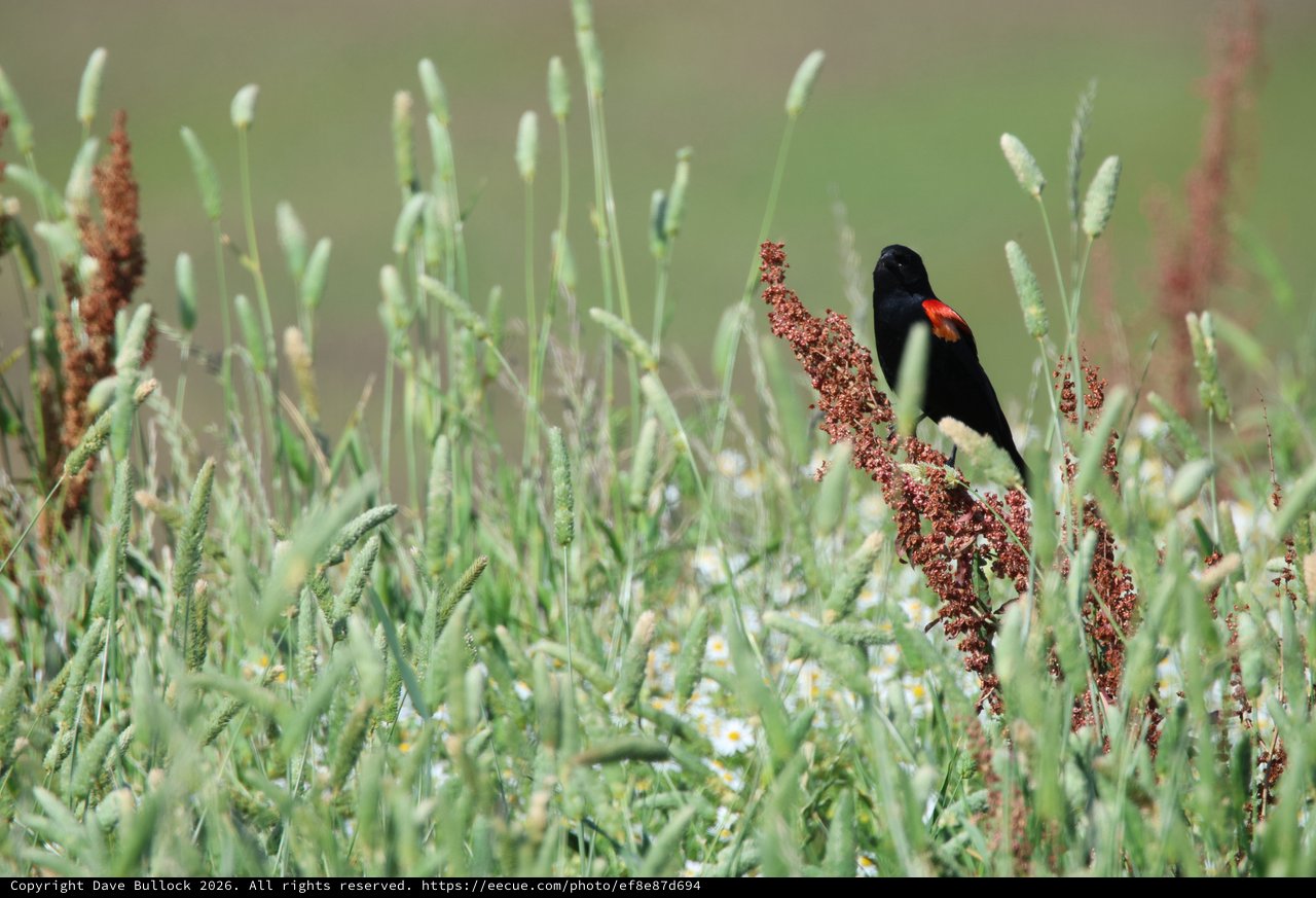 Red-winged Blackbird Calling in Wetland Grasses