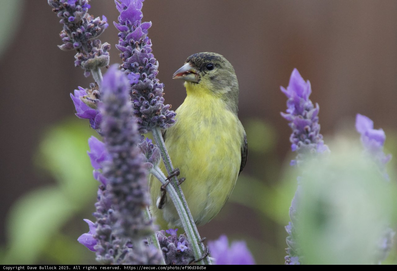 Serenade Among the Lavenders