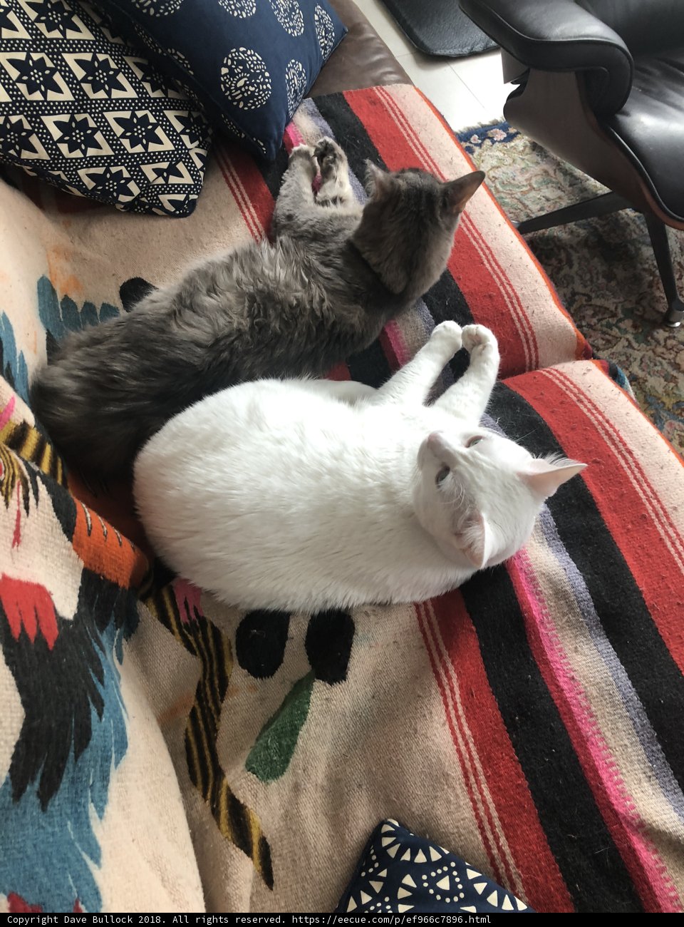 Double Catnap on the Couch