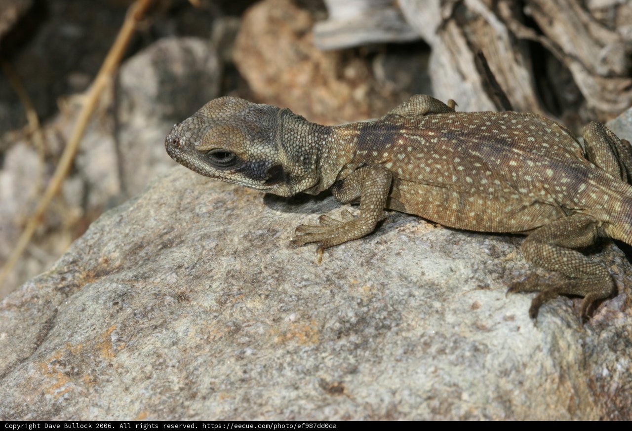 Desert Monitor Lizard