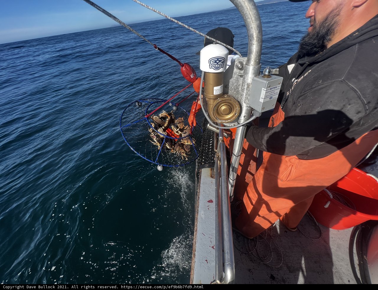 Lobster Catcher