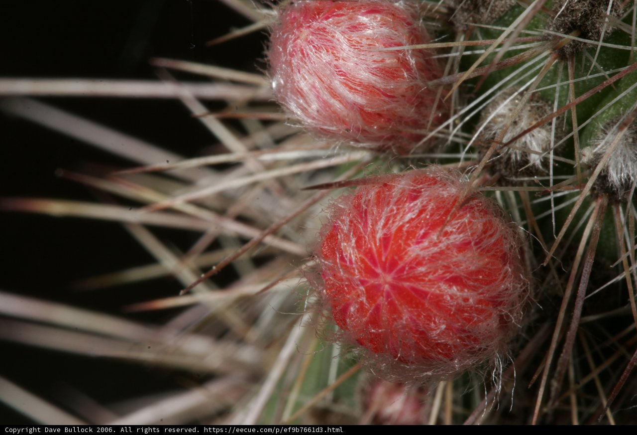 Prickly Pear: A Cactus with Red Berries