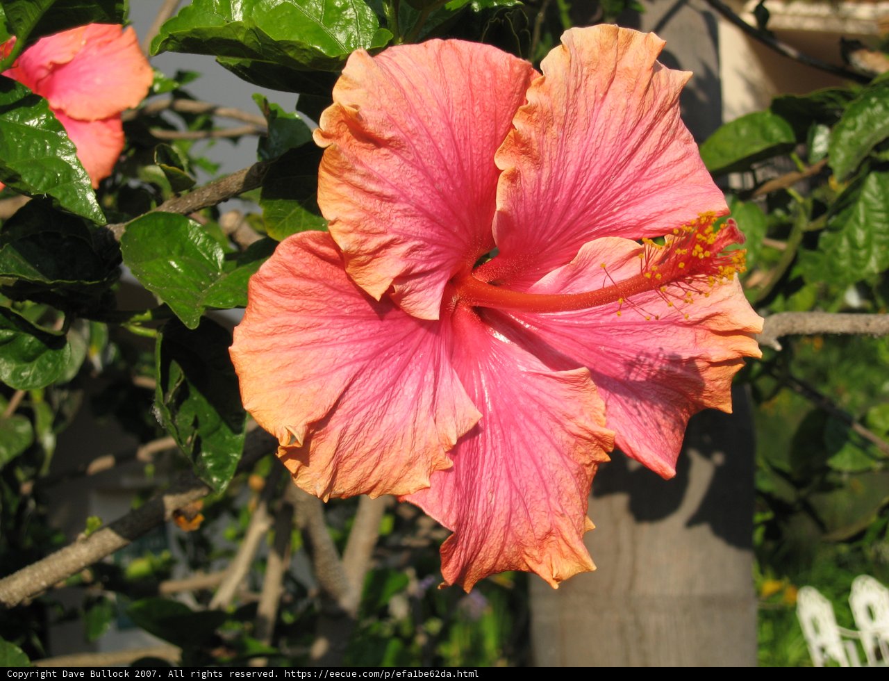 Beautiful Pink Flower in Full Bloom