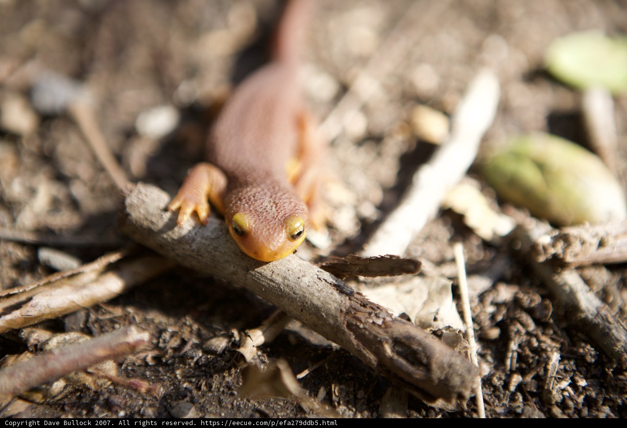 Tiny Lizard on a Temescal Canyon Branch