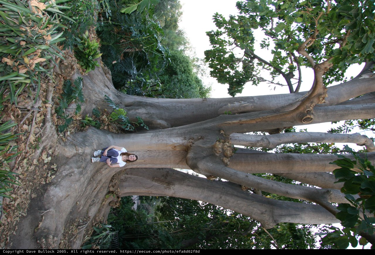 Woman Dwarfed by Ancient Massive Tropical Tree