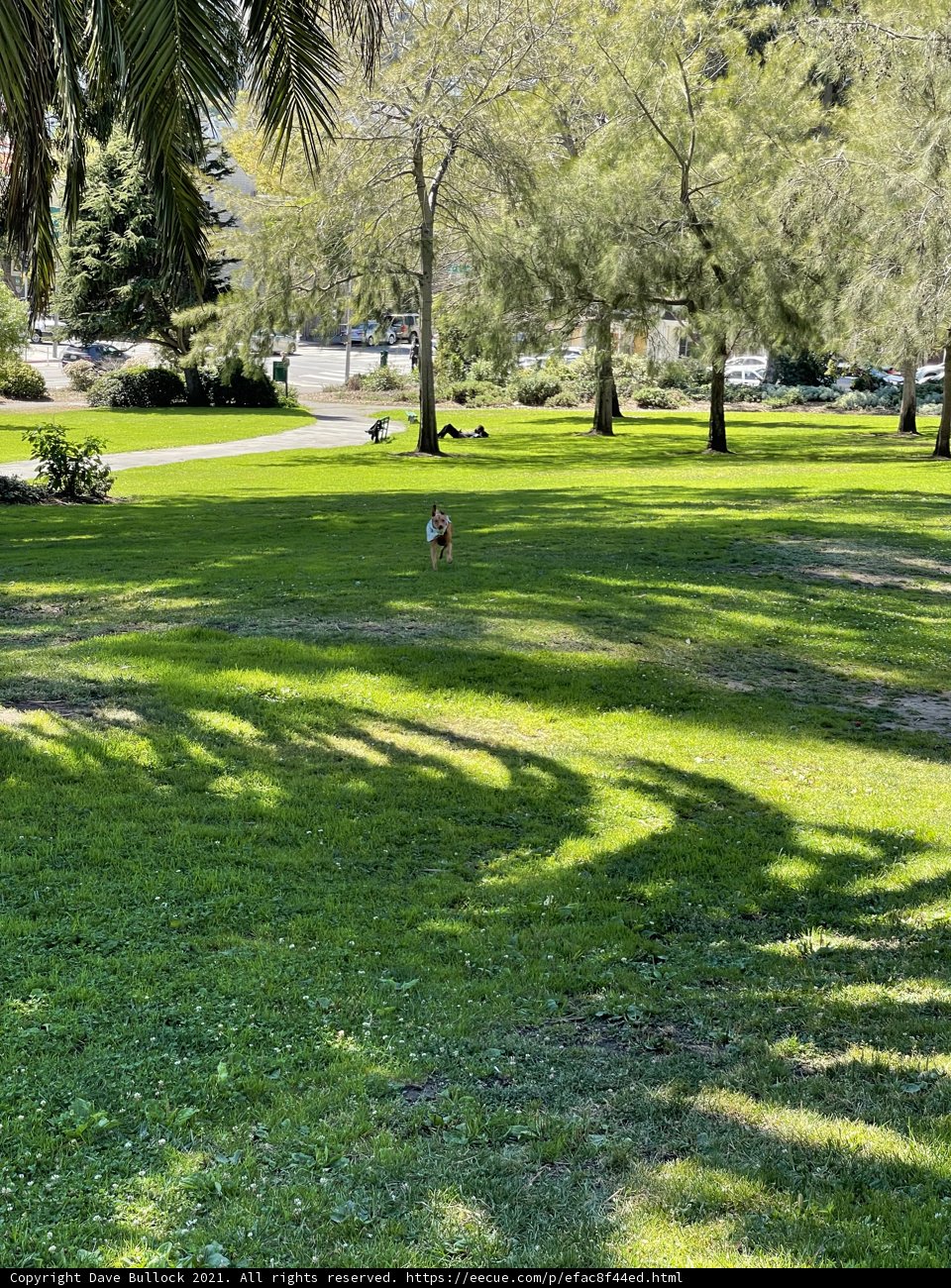 Playful Pup in Jefferson Square Park