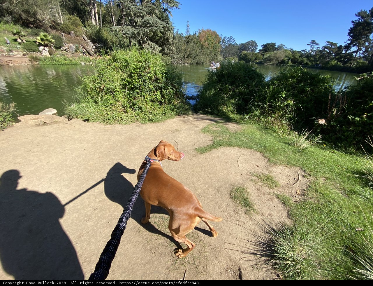 A Canine's Stroll Through Golden Gate Park