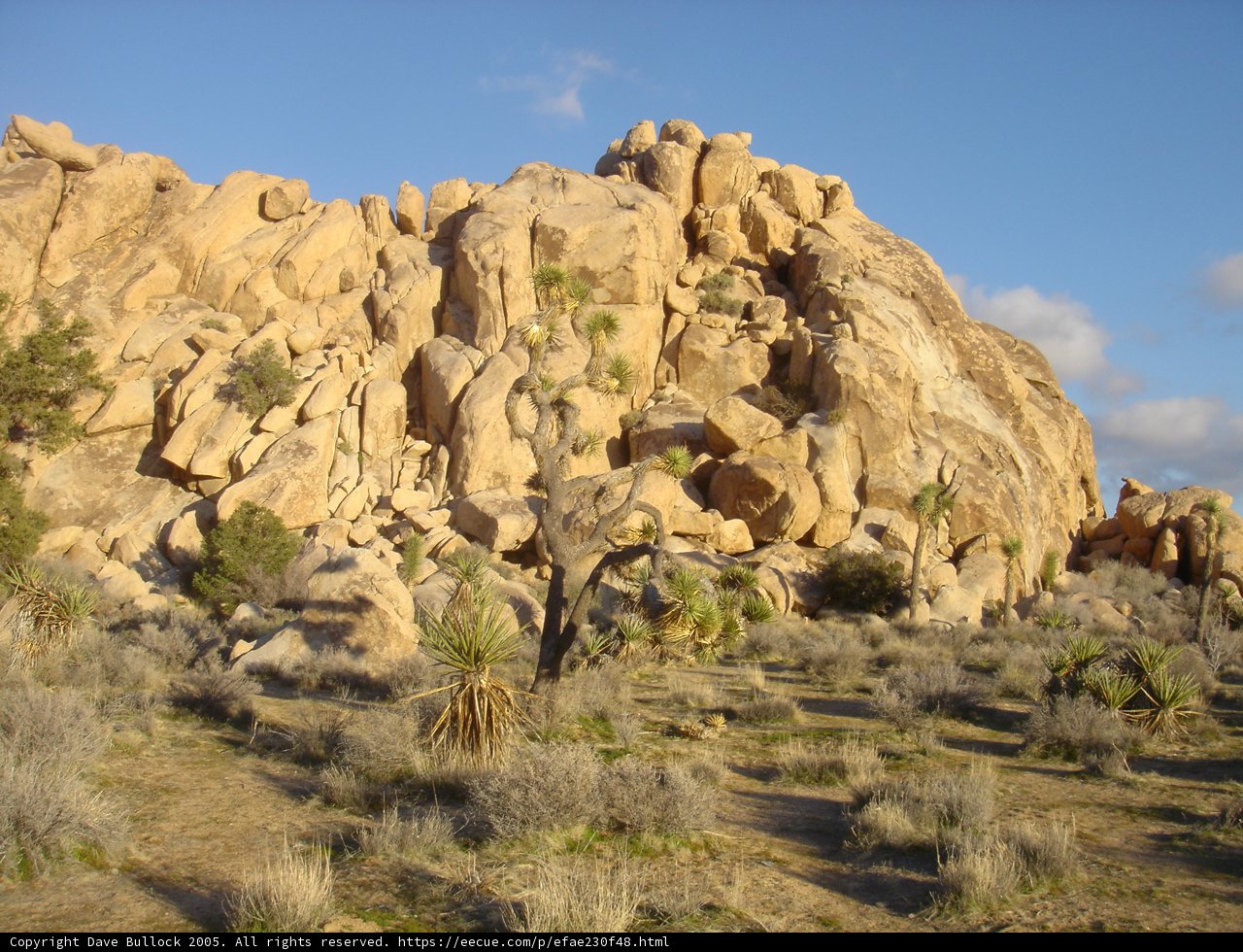 Majestic Views of Joshua Tree National Park