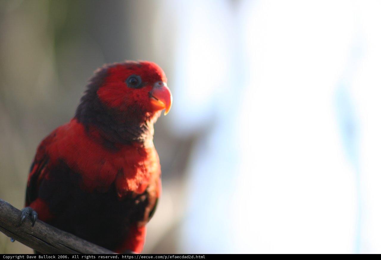 Red Parakeet on a Branch