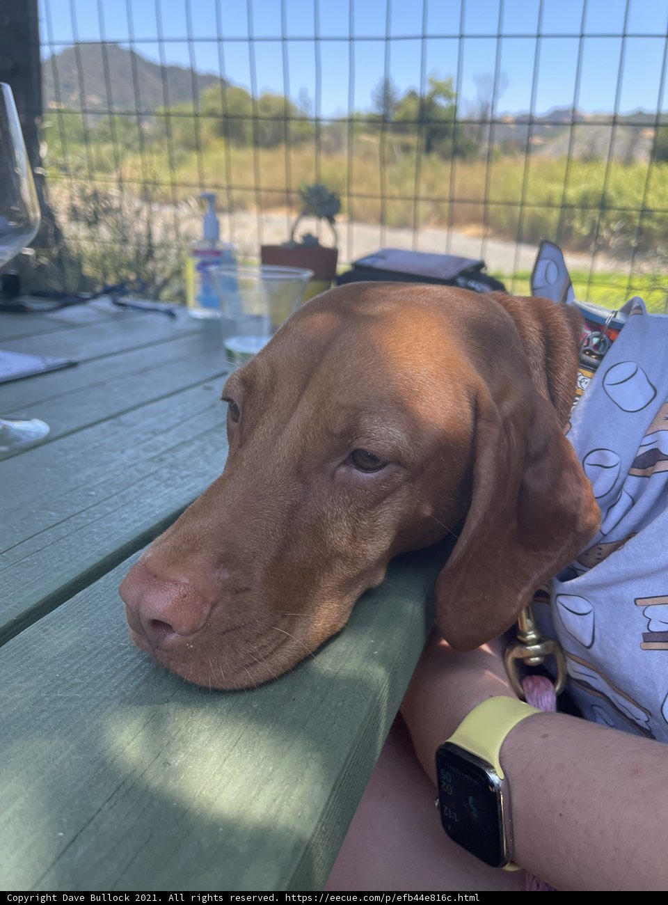 Resting Vizsla