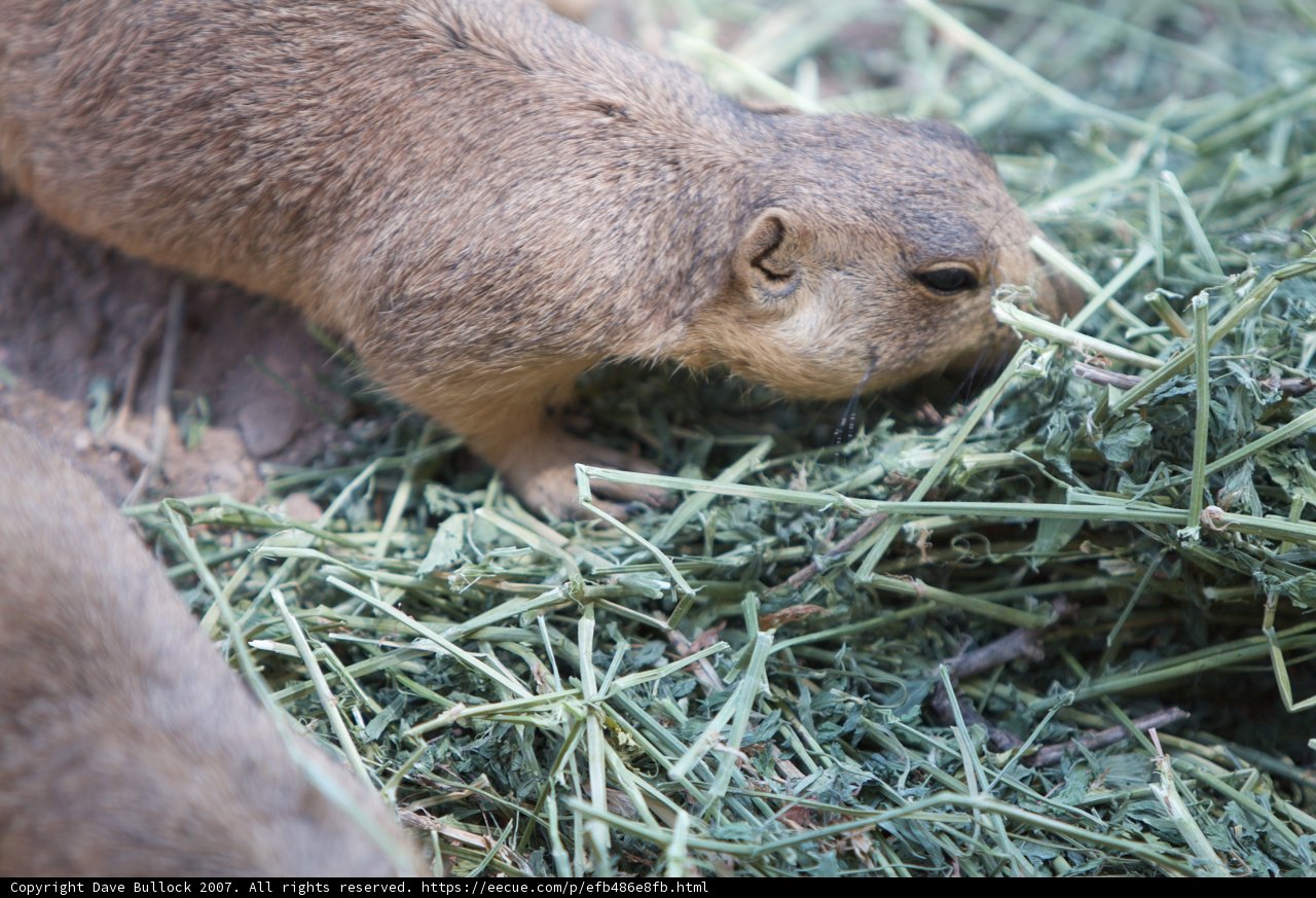 Prairie Dog Snack Attack