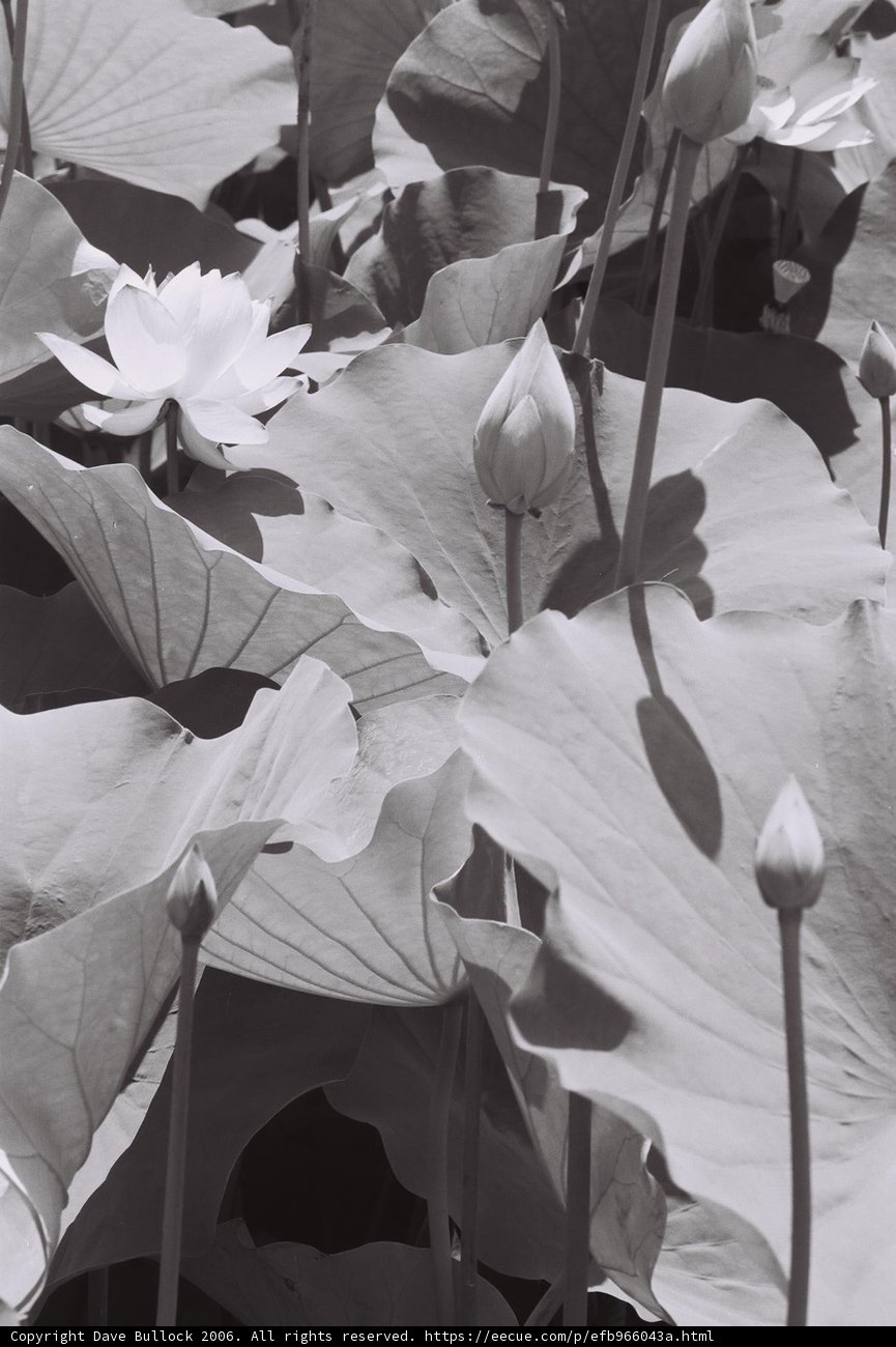 Elegant Lotus Blooms