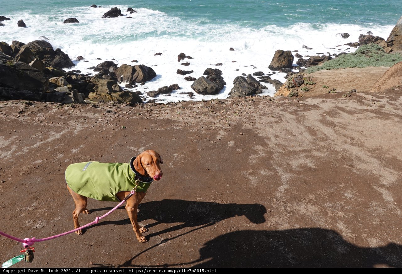 Stylish Doggo on the Seashore