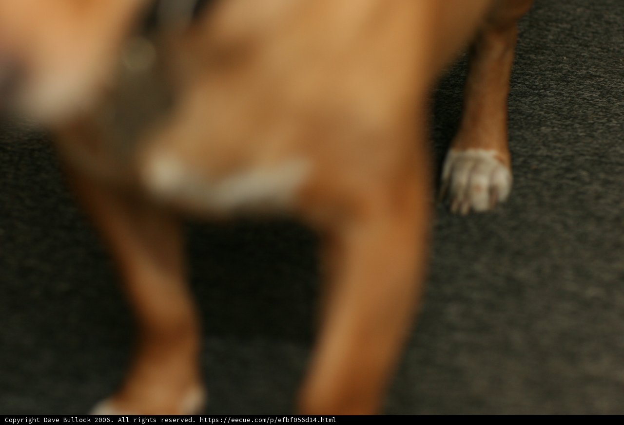 Furry Friend on the Carpet